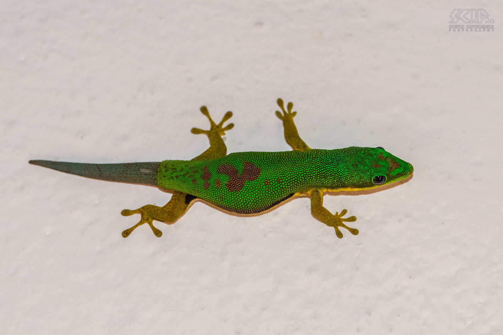 Ranomafana - Gestreepte daggekko De veel voorkomende en kleurrijke gestreepte daggekko (Lined day gecko, Phelsuma lineata). Stefan Cruysberghs